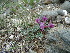  (Oxytropis komei - CCDB-26259-G09)  @11 [ ] CreativeCommons - Attribution Non-Commercial Share-Alike (2016) Evgeny Zibzeev Central Ciberian Botanical Garden