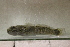  (Coryogalops sordidus - E2_Epaulette_goby)  @11 [ ] CreativeCommons - Attribution Share-Alike (2024) Unspecified University of Johannesburg, Department of Zoology