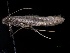  (Caloptilia scutellariella - 1209626k7Jul1998)  @13 [ ] CreativeCommons - Attribution Non-Commercial Share-Alike (2012) Eric LaGasa Washington State Department of Agriculture