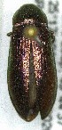  (Eanus striatipennis - SRG0225)  @11 [ ] Unspecified (default): All Rights Reserved  Unspecified Unspecified