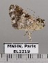  (Metria compotrix - EL2219)  @14 [ ] CreativeCommons - Attribution (2015) MNHN Muséum national d'Histoire naturelle