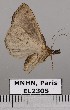  (Hypena freija - EL2305)  @12 [ ] CreativeCommons - Attribution (2015) MNHN Muséum national d'Histoire naturelle