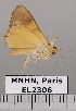  (Eulepidotis emilia - EL2306)  @14 [ ] CreativeCommons - Attribution (2015) MNHN Muséum national d'Histoire naturelle