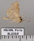  (Antiblemma sp. JB1301 - EL2310)  @13 [ ] CreativeCommons - Attribution (2015) MNHN Muséum national d'Histoire naturelle