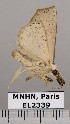  (Juncaria sp. JB446 - EL2339)  @13 [ ] CreativeCommons - Attribution (2015) MNHN Muséum national d'Histoire naturelle