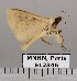  (Herminodes sp. JB949 - EL2346)  @13 [ ] CreativeCommons - Attribution (2015) MNHN Muséum national d'Histoire naturelle