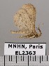  (Lascoria sp. JB1510 - EL2363)  @13 [ ] CreativeCommons - Attribution (2015) MNHN Muséum national d'Histoire naturelle