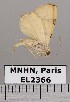  (Eulepidotis perducens - EL2366)  @13 [ ] CreativeCommons - Attribution (2015) MNHN Muséum national d'Histoire naturelle