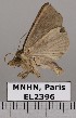  (Oraesia sp. JB1503 - EL2396)  @14 [ ] CreativeCommons - Attribution (2015) MNHN Muséum national d'Histoire naturelle