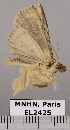  (Herminodes herminodes - EL2425)  @14 [ ] CreativeCommons - Attribution (2015) MNHN Muséum national d'Histoire naturelle