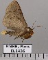  (Obroatis distincta - EL2436)  @14 [ ] CreativeCommons - Attribution (2015) MNHN Muséum national d'Histoire naturelle