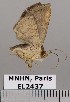  (Antiblemma steropioides - EL2437)  @12 [ ] CreativeCommons - Attribution (2015) MNHN Muséum national d'Histoire naturelle