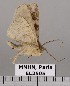  (Triommatodes JB1112 - EL2505)  @14 [ ] CreativeCommons - Attribution (2015) MNHN Muséum national d'Histoire naturelle