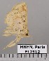  (Antiblemma sp. JB1063 - EL2512)  @12 [ ] CreativeCommons - Attribution (2015) MNHN Muséum national d'Histoire naturelle