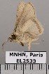  (Metaprosphera modesta - EL2533)  @13 [ ] CreativeCommons - Attribution (2015) MNHN Muséum national d'Histoire naturelle