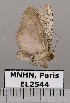  (Neostictoptera melanographa - EL2544)  @14 [ ] CreativeCommons - Attribution (2015) MNHN Muséum national d'Histoire naturelle
