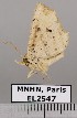  (Oroscopa sp. JB1495 - EL2547)  @13 [ ] CreativeCommons - Attribution (2015) MNHN Muséum national d'Histoire naturelle