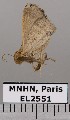  (Rejectaria pharusalis - EL2551)  @13 [ ] CreativeCommons - Attribution (2015) MNHN Muséum national d'Histoire naturelle