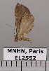  (Ommatochila sp. JB1283 - EL2552)  @12 [ ] CreativeCommons - Attribution (2015) MNHN Muséum national d'Histoire naturelle