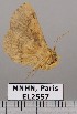  (Xanthostha sp. JB733 - EL2557)  @12 [ ] CreativeCommons - Attribution (2015) MNHN Muséum national d'Histoire naturelle