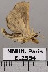  (Cladenia - EL2564)  @13 [ ] CreativeCommons - Attribution (2015) MNHN Muséum national d'Histoire naturelle