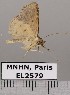  (Antiblemma sp. JB104 - EL2579)  @14 [ ] CreativeCommons - Attribution (2015) MNHN Muséum national d'Histoire naturelle