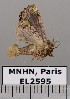  (Chytonidia viridipicta - EL2595)  @14 [ ] CreativeCommons - Attribution (2015) MNHN Muséum national d'Histoire naturelle