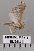  (Neopalthis madates - EL2614)  @14 [ ] CreativeCommons - Attribution (2015) MNHN Muséum national d'Histoire naturelle