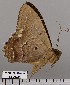  (Letis albidentina - EL2645)  @13 [ ] CreativeCommons - Attribution (2015) MNHN Muséum national d'Histoire naturelle