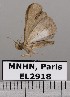  (Lascoria albibasalis - EL2918)  @14 [ ] CreativeCommons - Attribution (2015) MNHN Muséum national d'Histoire naturelle