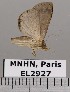  (Gracilopsis sp. JB1486 - EL2927)  @13 [ ] CreativeCommons - Attribution (2015) MNHN Muséum national d'Histoire naturelle