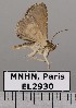  (Antiblemma barine - EL2930)  @13 [ ] CreativeCommons - Attribution (2015) MNHN Muséum national d'Histoire naturelle
