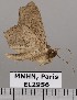  (Polygoniodes sp. JB1021 - EL2956)  @14 [ ] CreativeCommons - Attribution (2015) MNHN Muséum national d'Histoire naturelle