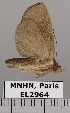  (Mopothila - EL2964)  @14 [ ] CreativeCommons - Attribution (2015) MNHN Muséum national d'Histoire naturelle