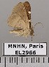  (Antiblemma prisca - EL2966)  @14 [ ] CreativeCommons - Attribution (2015) MNHN Muséum national d'Histoire naturelle