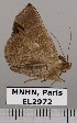  (Lesmone porcia - EL2972)  @14 [ ] CreativeCommons - Attribution (2015) MNHN Muséum national d'Histoire naturelle