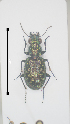  (Elaphrus pyrenoeus - 14011104-2024P1E2)  @11 [ ] CreativeCommons - Attribution Non-Commercial No Derivatives (2024) Eric Lopez Eric Lopez - Ecologue Entomologiste