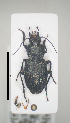  (Licinus aequatus catalonicus - 14011599-2024P1F2)  @11 [ ] CreativeCommons - Attribution Non-Commercial No Derivatives (2024) Eric Lopez Eric Lopez - Ecologue Entomologiste