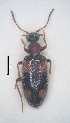  (Anthicus quadrioculatus - 14011610-2024P1C1)  @11 [ ] CreativeCommons - Attribution Non-Commercial No Derivatives (2024) Eric Lopez Eric Lopez - Ecologue Entomologiste