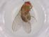  (Drosophila pallidipennis - BIOUG95678-B01)  @11 [ ] CreativeCommons - Attribution (2022) Centre for Biodiversity Genomics Centre for Biodiversity Genomics