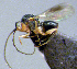  (Synergus nicaraguensis - EMS-S-exnA55)  @11 [ ] Unspecified (default): All Rights Reserved  Unspecified Unspecified