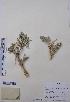  (Chenopodium frutescens - CCDB-26253-C07)  @11 [ ] CreativeCommons - Attribution Non-Commercial Share-Alike (2016) Evgeny Zibzeev Central Ciberian Botanical Garden