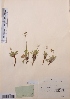  (Crepis czuensis - CCDB-26253-F01)  @11 [ ] CreativeCommons - Attribution Non-Commercial Share-Alike (2016) Evgeny Zibzeev Central Ciberian Botanical Garden