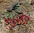  (Limonium congestum - CCDB-26258-A05)  @11 [ ] CreativeCommons - Attribution Non-Commercial Share-Alike (2016) Evgeny Zibzeev Central Ciberian Botanical Garden