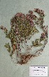  (Scutellaria altaica - CCDB-26258-A06)  @11 [ ] CreativeCommons - Attribution Non-Commercial Share-Alike (2016) Evgeny Zibzeev Central Ciberian Botanical Garden