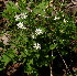  (Stellaria zolotuchinii - CCDB-26258-A09)  @11 [ ] CreativeCommons - Attribution Non-Commercial Share-Alike (2016) Evgeny Zibzeev Central Ciberian Botanical Garden