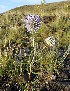  (Echinops saissanicus - CCDB-26258-B05)  @11 [ ] CreativeCommons - Attribution Non-Commercial Share-Alike (2016) Evgeny Zibzeev Central Ciberian Botanical Garden