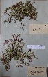  (Thymus narymensis - CCDB-26258-B09)  @11 [ ] CreativeCommons - Attribution Non-Commercial Share-Alike (2016) Evgeny Zibzeev Central Ciberian Botanical Garden
