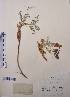  (Astragalus tschuensis - CCDB-26258-D01)  @11 [ ] CreativeCommons - Attribution Non-Commercial Share-Alike (2016) Evgeny Zibzeev Central Ciberian Botanical Garden