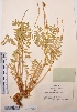  (Astragalus politovii - CCDB-26258-F01)  @11 [ ] CreativeCommons - Attribution Non-Commercial Share-Alike (2016) Evgeny Zibzeev Central Ciberian Botanical Garden